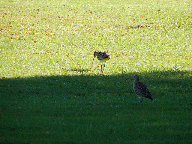Chiendent pied-de-poule