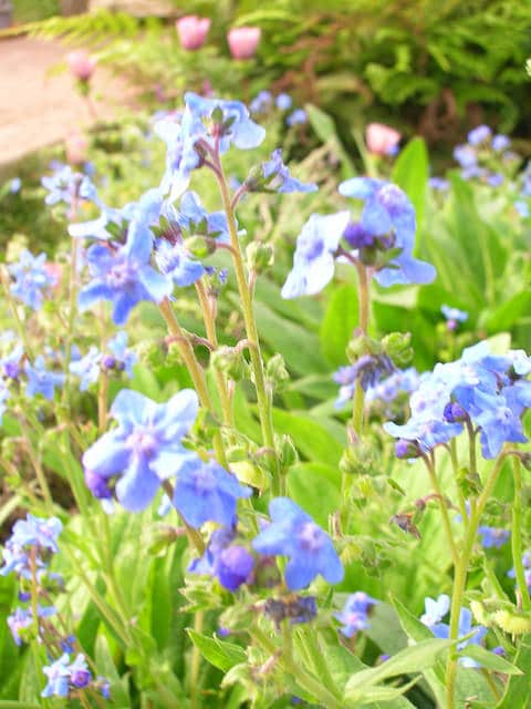 Cynoglossum amabile
