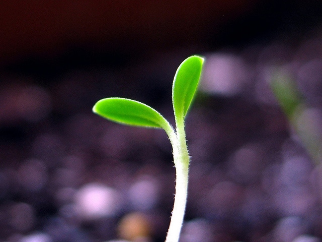 Cynoglossum amabile