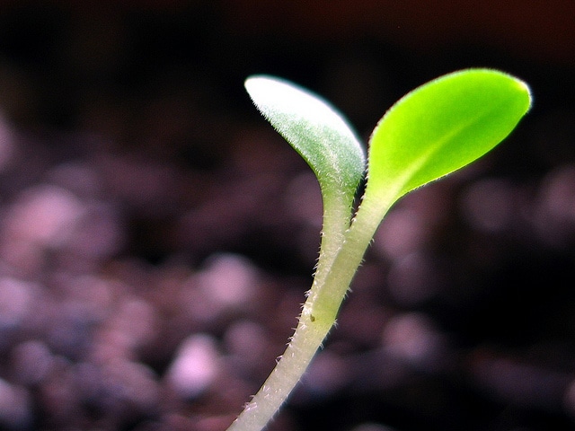 Cynoglossum amabile