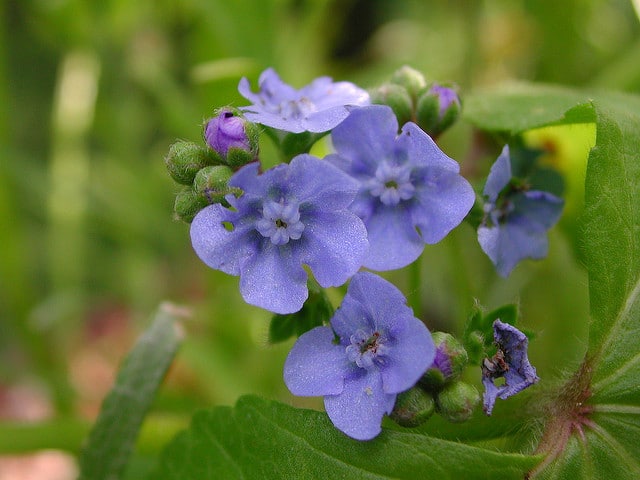 Cynoglossum amabile