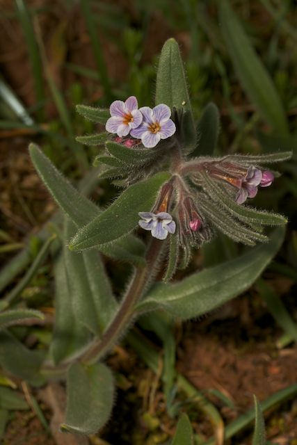 Cynoglosse de crète