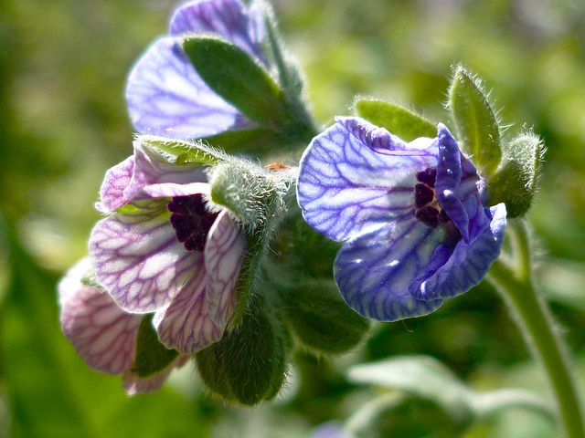 Cynoglosse de crète