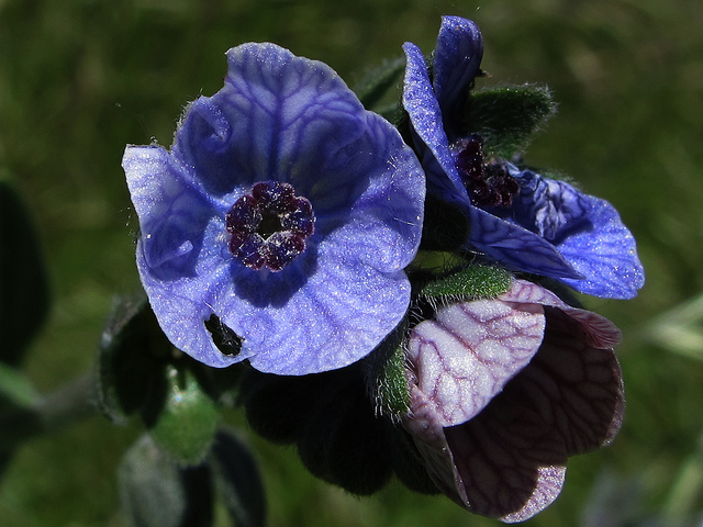 Cynoglosse de crète (Cynoglossum creticum)