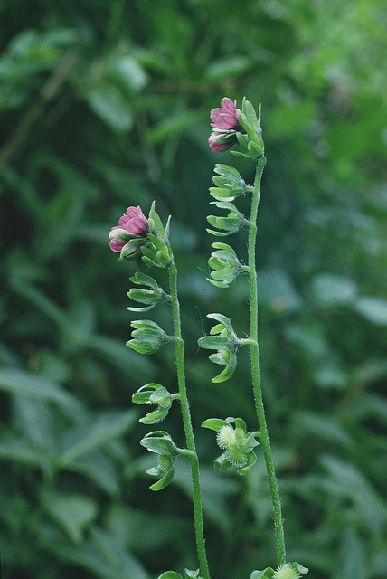 Cynoglossum germanicum