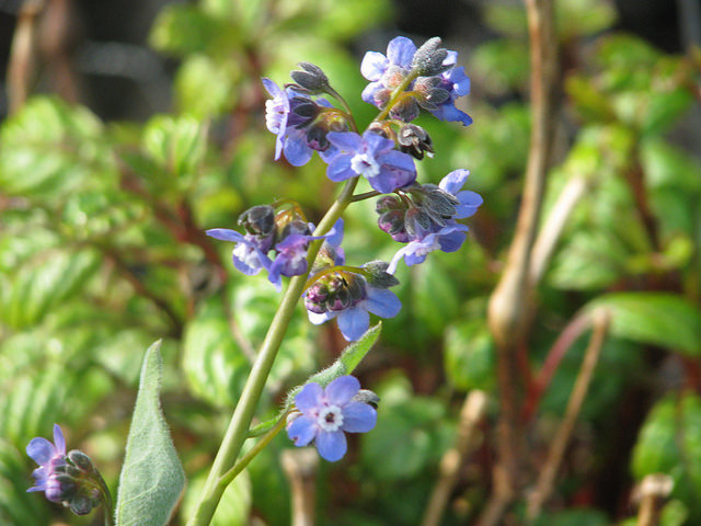 Cynoglossum grande