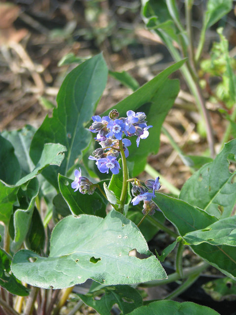 Cynoglossum grande