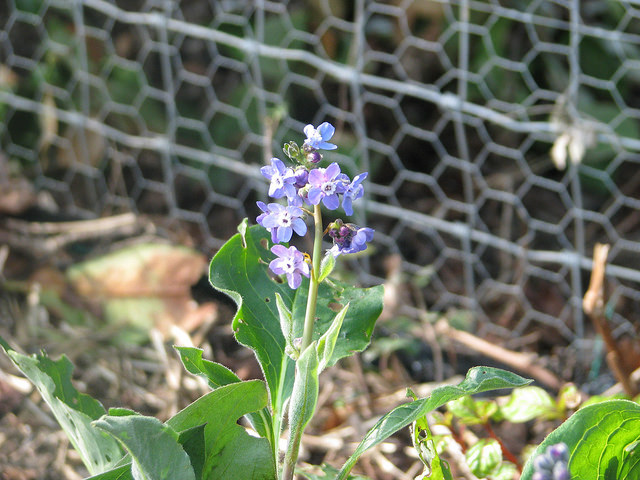 Cynoglossum grande