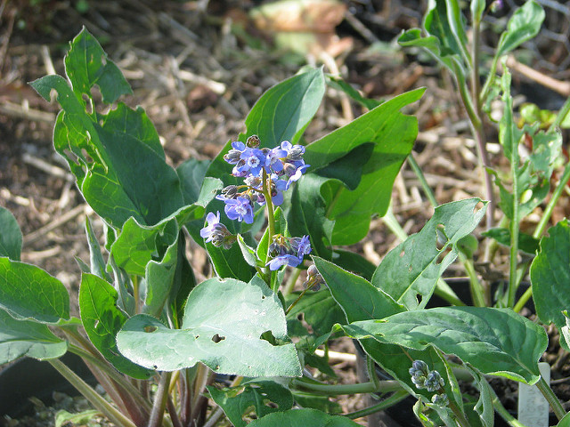 Cynoglossum grande