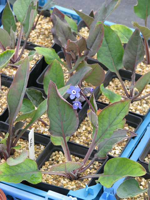 Cynoglossum grande