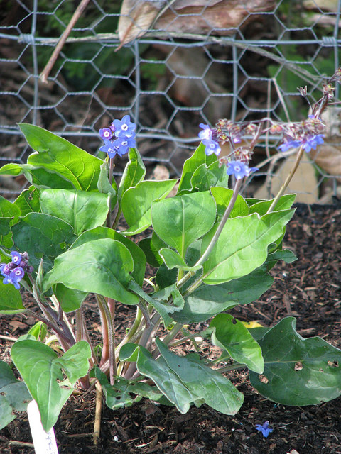 Cynoglossum grande
