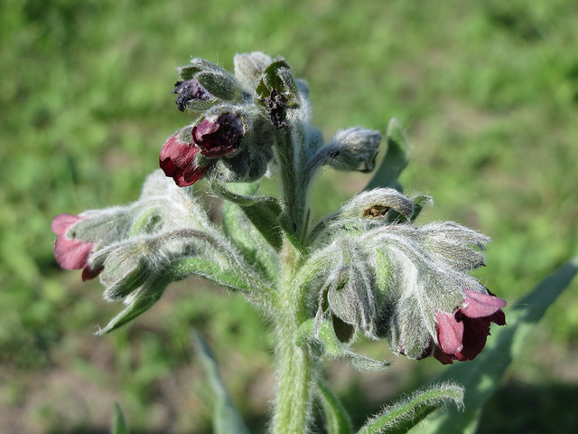 Cynoglosse officinale