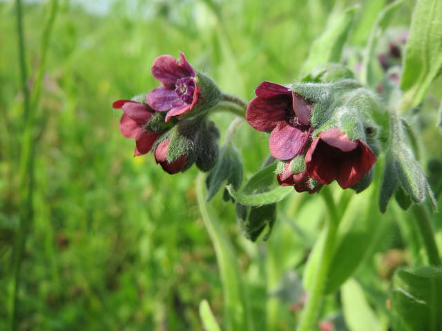 Cynoglosse officinale