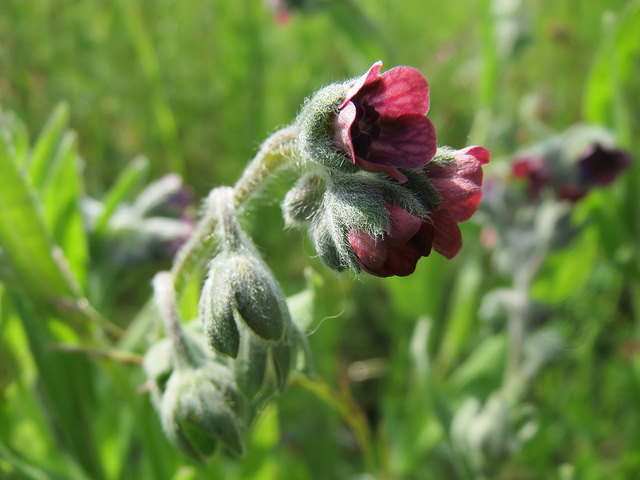Cynoglosse officinale
