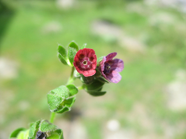 Cynoglosse officinale