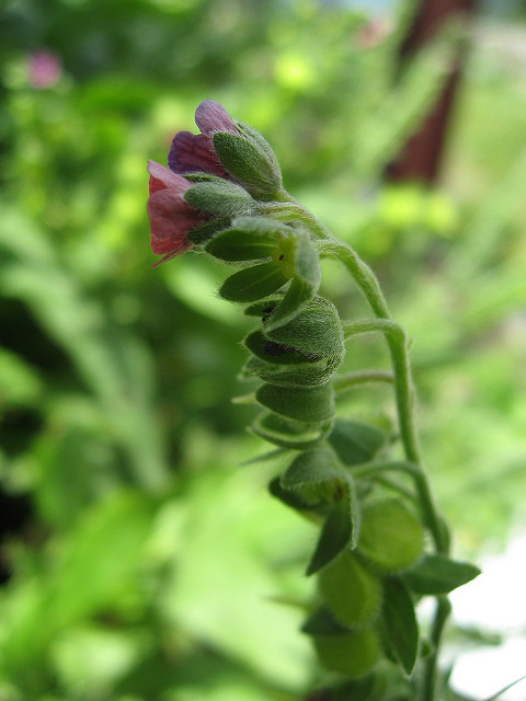 Cynoglosse officinale