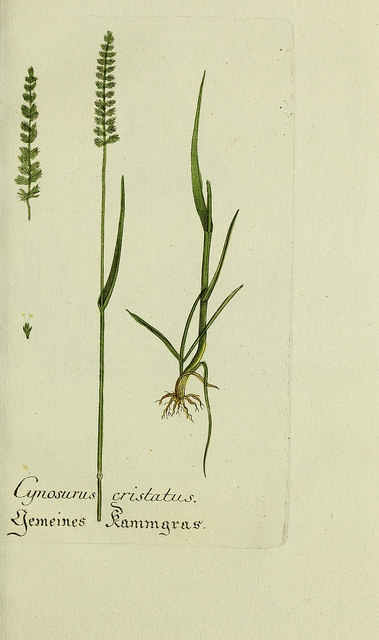Crételle des prés