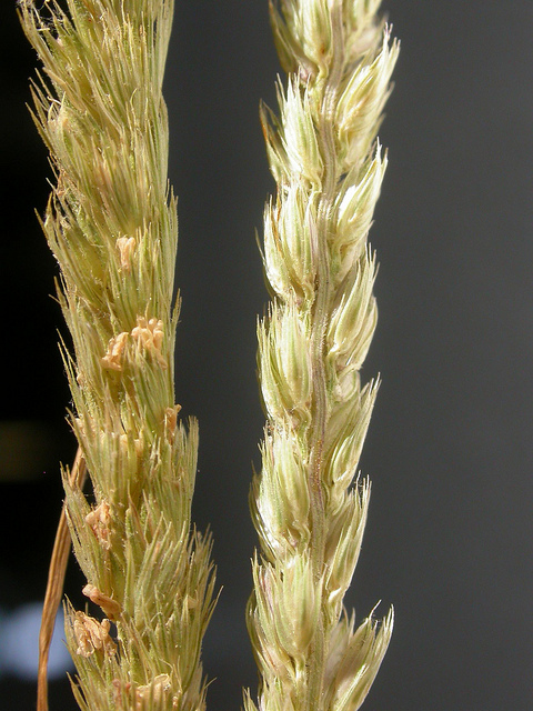Crételle des prés