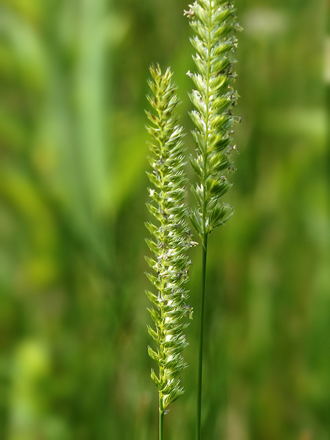 Crételle des prés