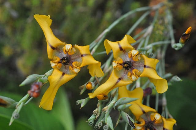 Cypella herbertii