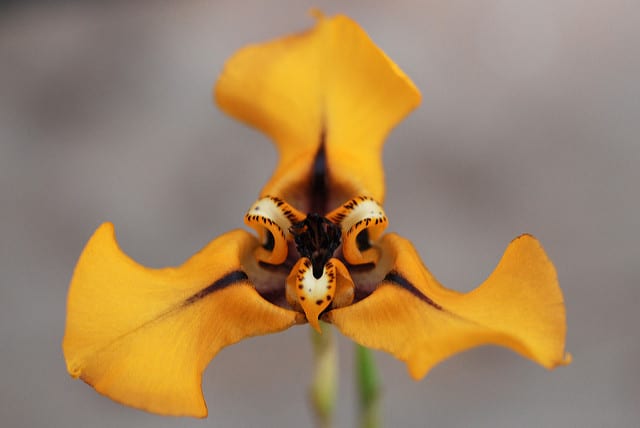 Cypella herbertii