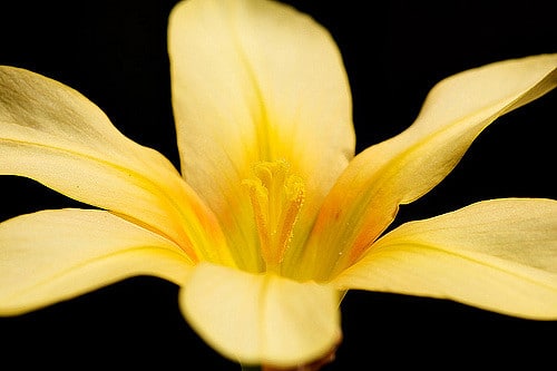 Cypella herbertii
