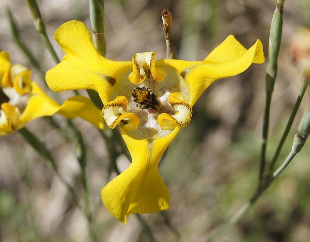 Cypella herbertii