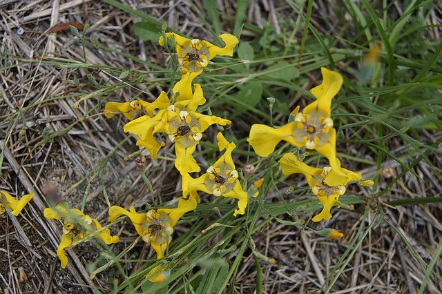 Cypella herbertii