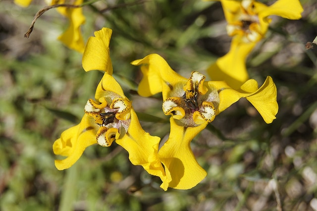 Cypella herbertii (Cypella herbertii)
