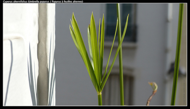 Cyperus à feuilles alternes