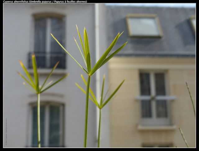 Cyperus à feuilles alternes