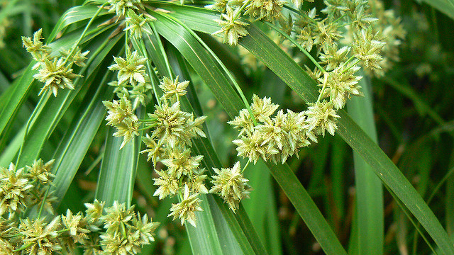 Cyperus à feuilles alternes