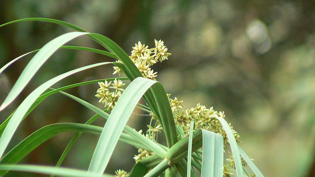 Cyperus à feuilles alternes