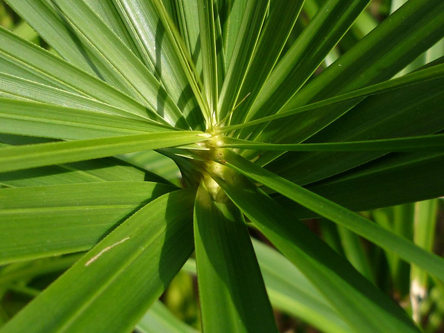 Cyperus à feuilles alternes