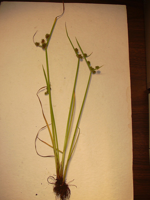 Souchet difforme