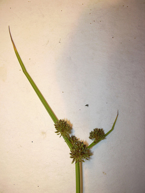 Souchet difforme