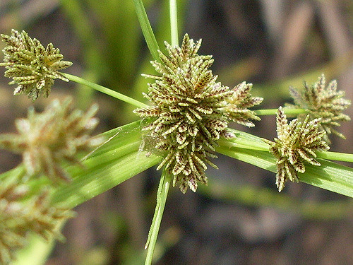 Souchet difforme (Cyperus difformis)
