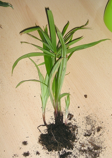 Cyperus diffusus