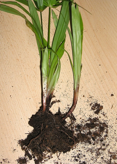 Cyperus diffusus