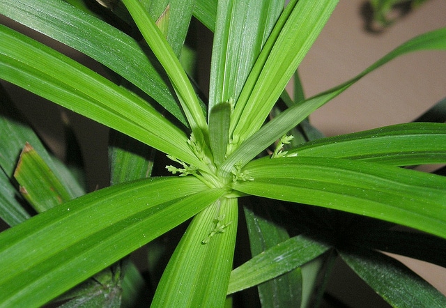 Cyperus diffusus
