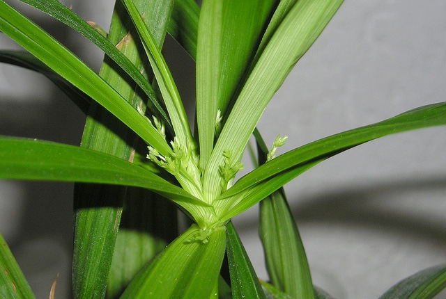 Cyperus diffusus