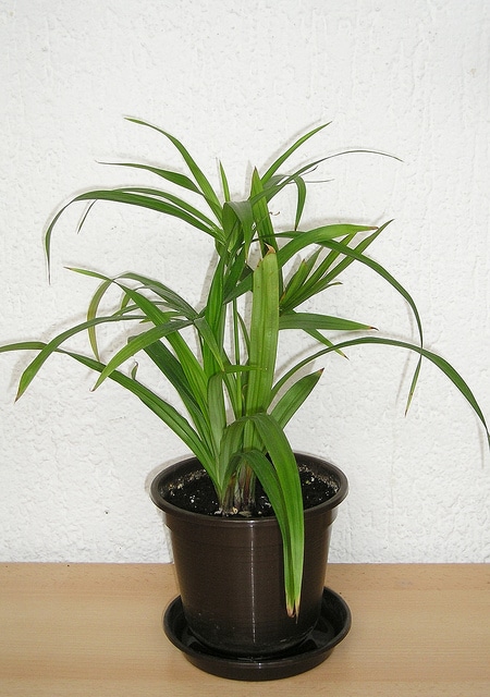 Cyperus diffusus