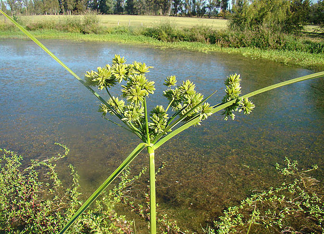 Souchet robuste