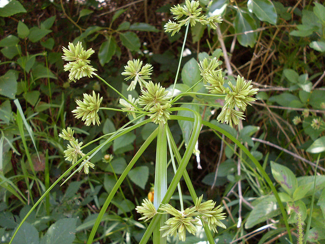 Souchet robuste
