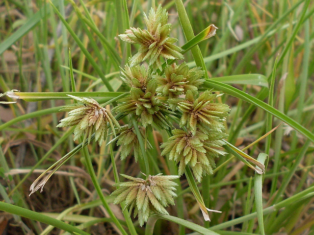 Souchet robuste