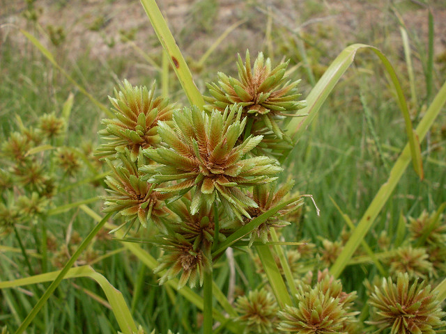 Souchet robuste (Cyperus eragrostis)
