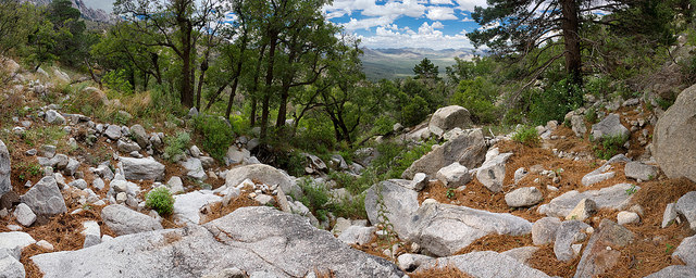 Cyperus fendlerianus