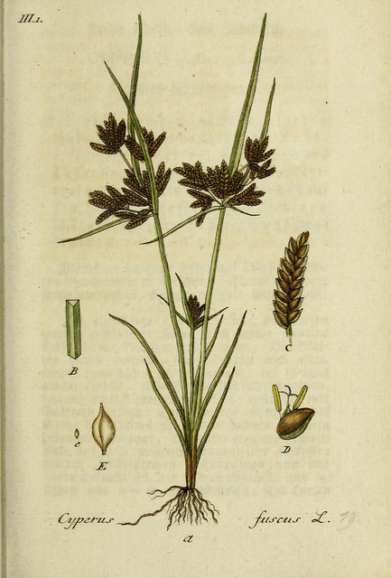 Souchet brun (Cyperus fuscus)