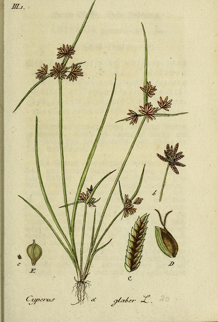 Souchet glabre (Cyperus glaber)