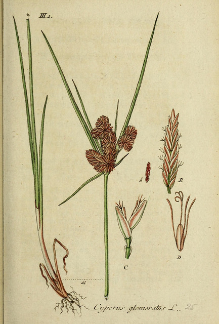 Souchet aggloméré (Cyperus glomeratus)